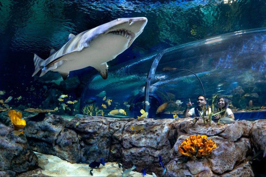 Odysseo Oceanarium