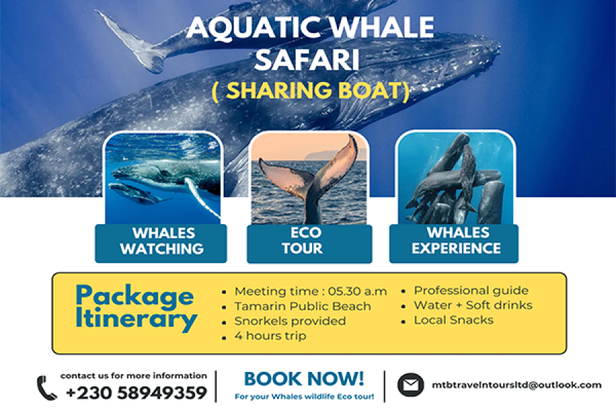 Whales Encounter Boat Trip